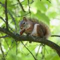 Smaller than its southern relatives, the red squirrel is common on the Brice Peninsula. Photo by Mark Zelinski.