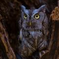Screech Owl in Beamer Memorial Conservation Area. Photo by Mark Zelinski.