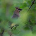 Cedar Waxwing in Forks of the Credit. Photo by Mark Zelinski.